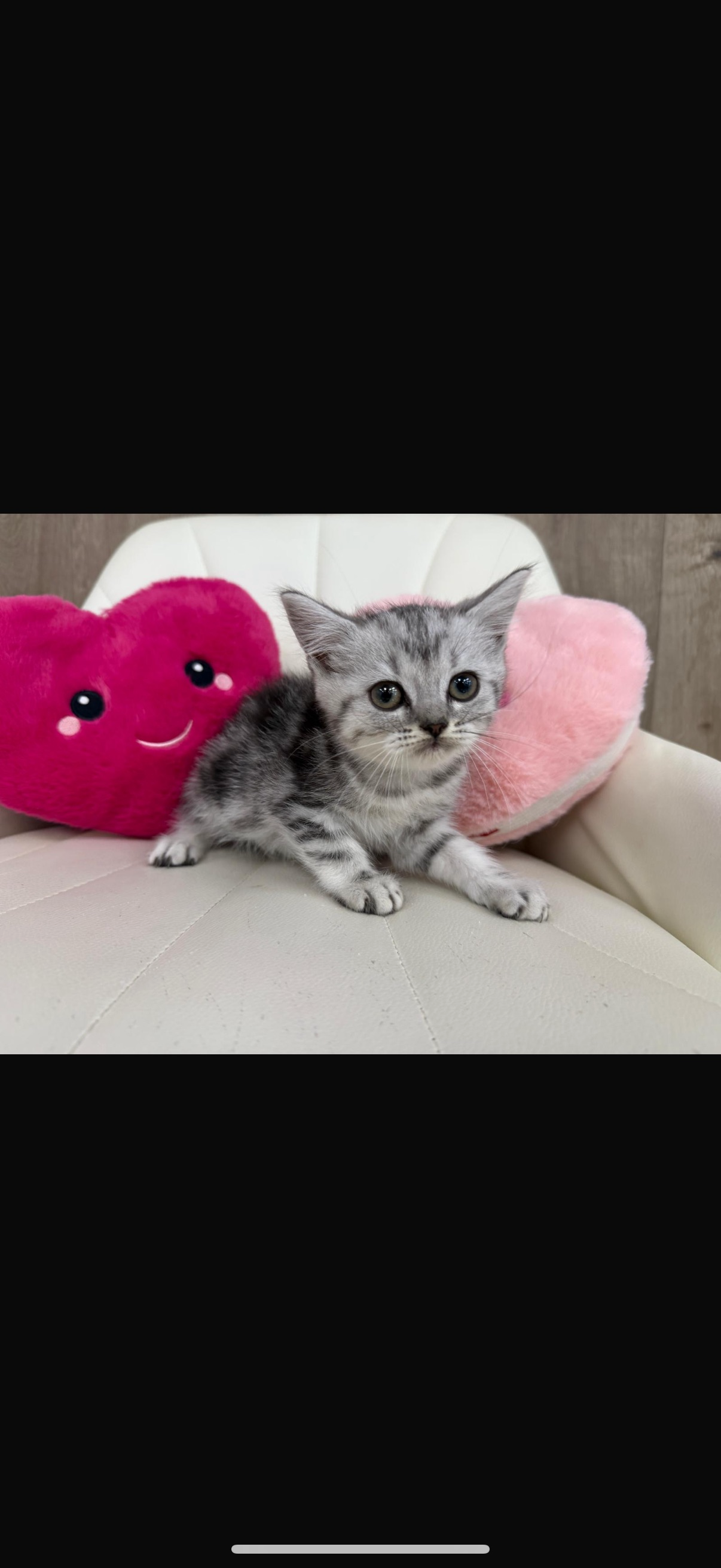 british shorthair kitten