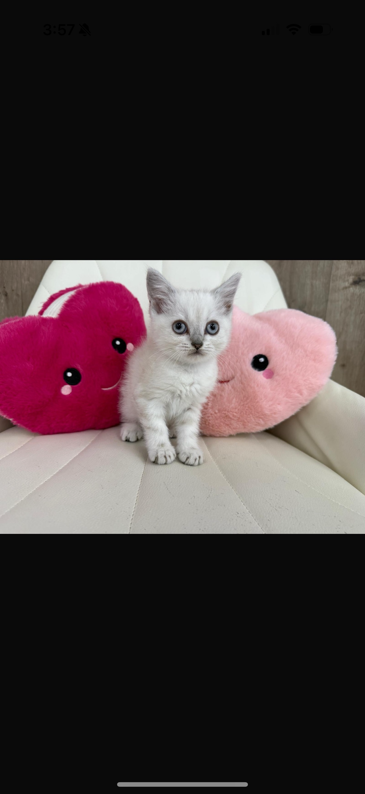 exotic shorthair kitten