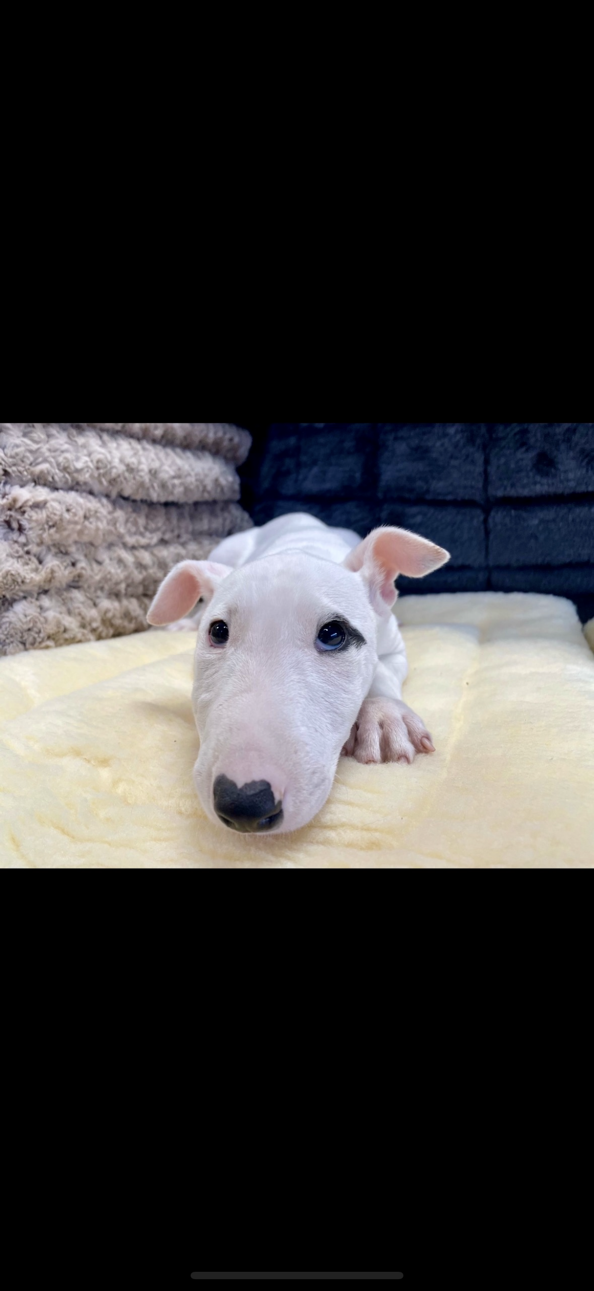 Bull Terrier Puppy