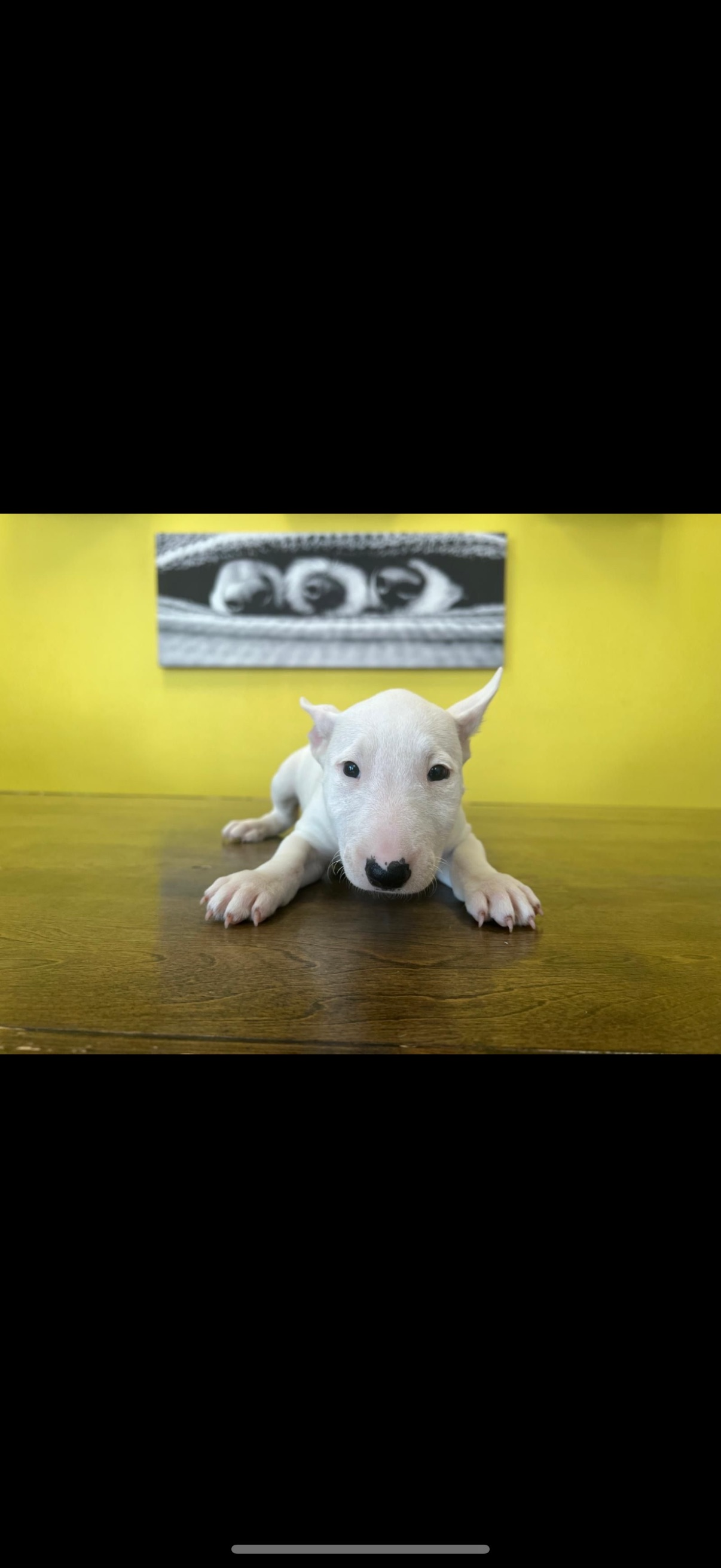 Bull Terrier Puppy