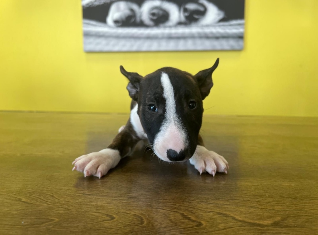 Bull Terrier Puppy