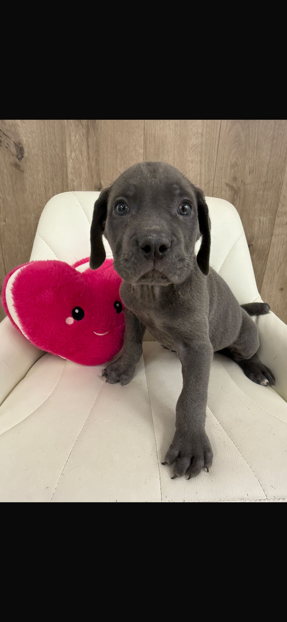 Cane Corso Puppy