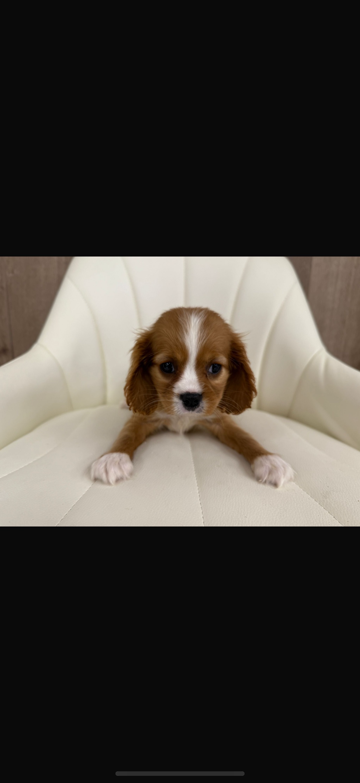 Cavalier King Charles Spaniel Puppy