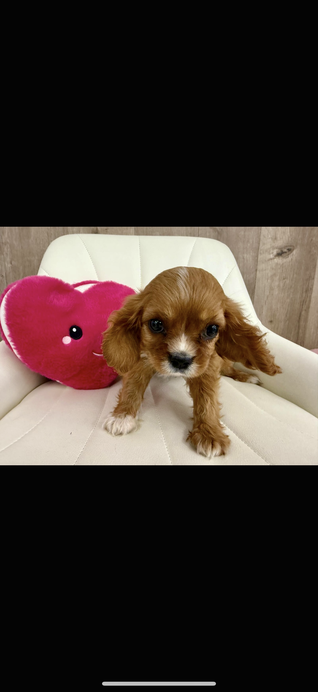 Cavalier King Charles Spaniel Puppy
