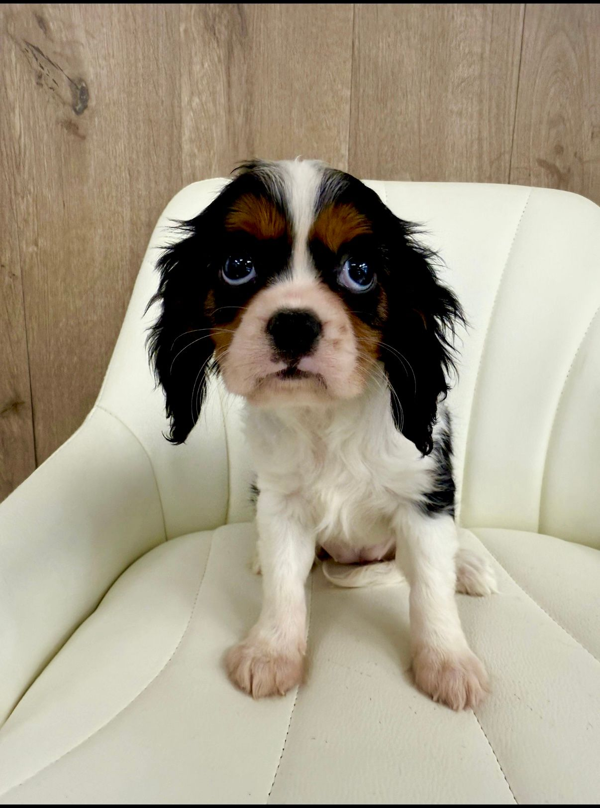 Cavalier King Charles Spaniel Puppy