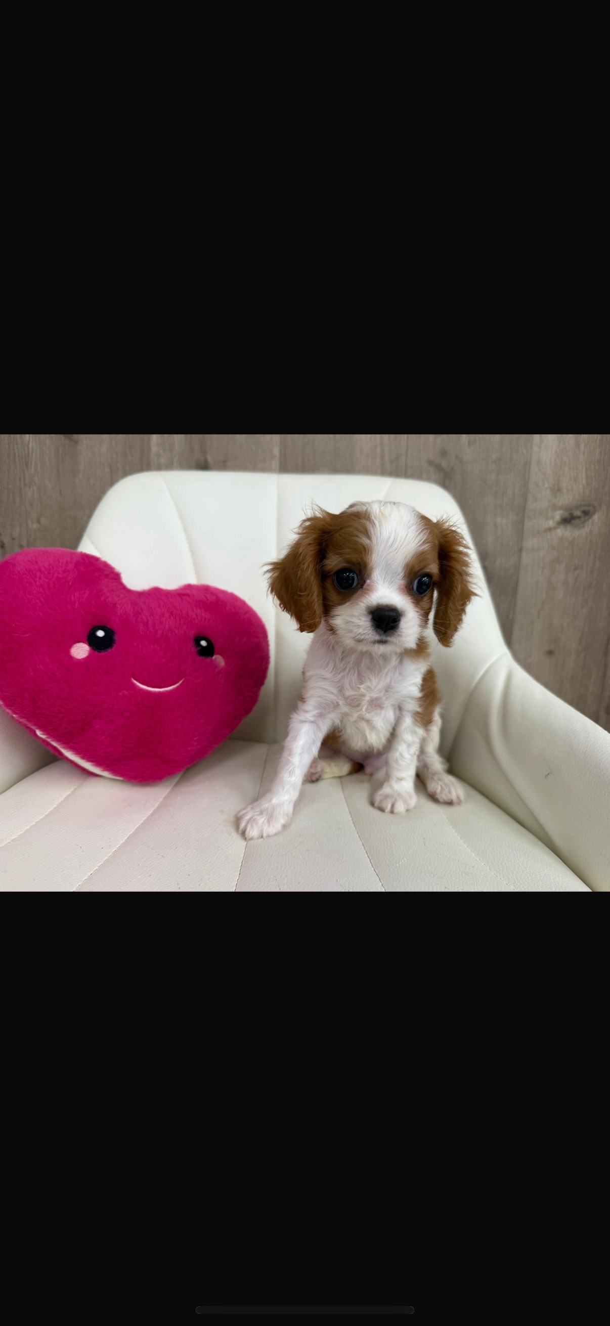 Cavalier King Charles Spaniel Puppy