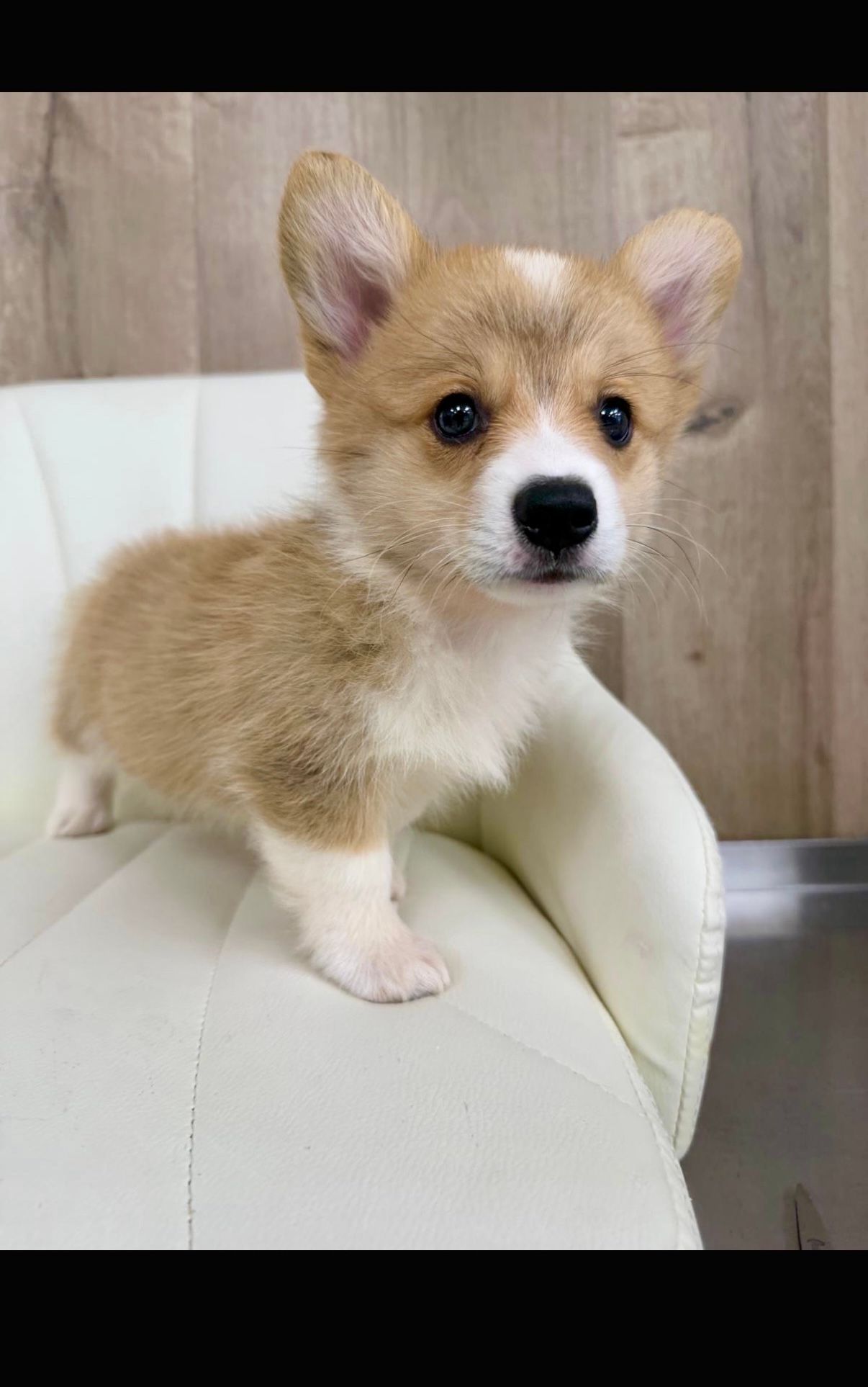 Corgi Puppy