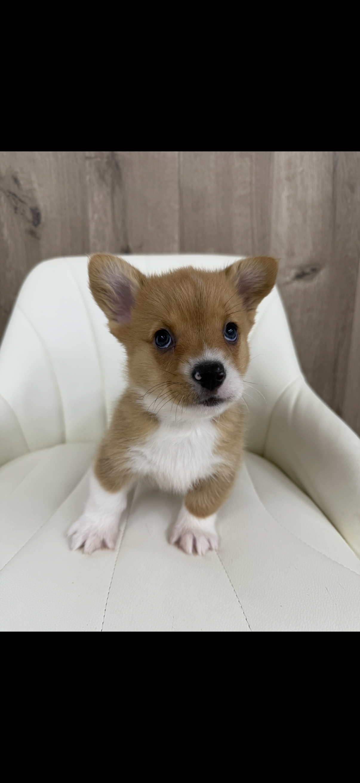 Corgi Puppy