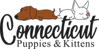 The logo for connecticut puppies and kittens shows a dog and a cat sleeping next to each other.