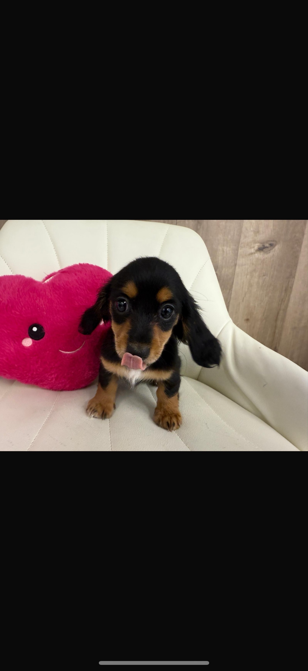 Miniature Dachshund Puppy