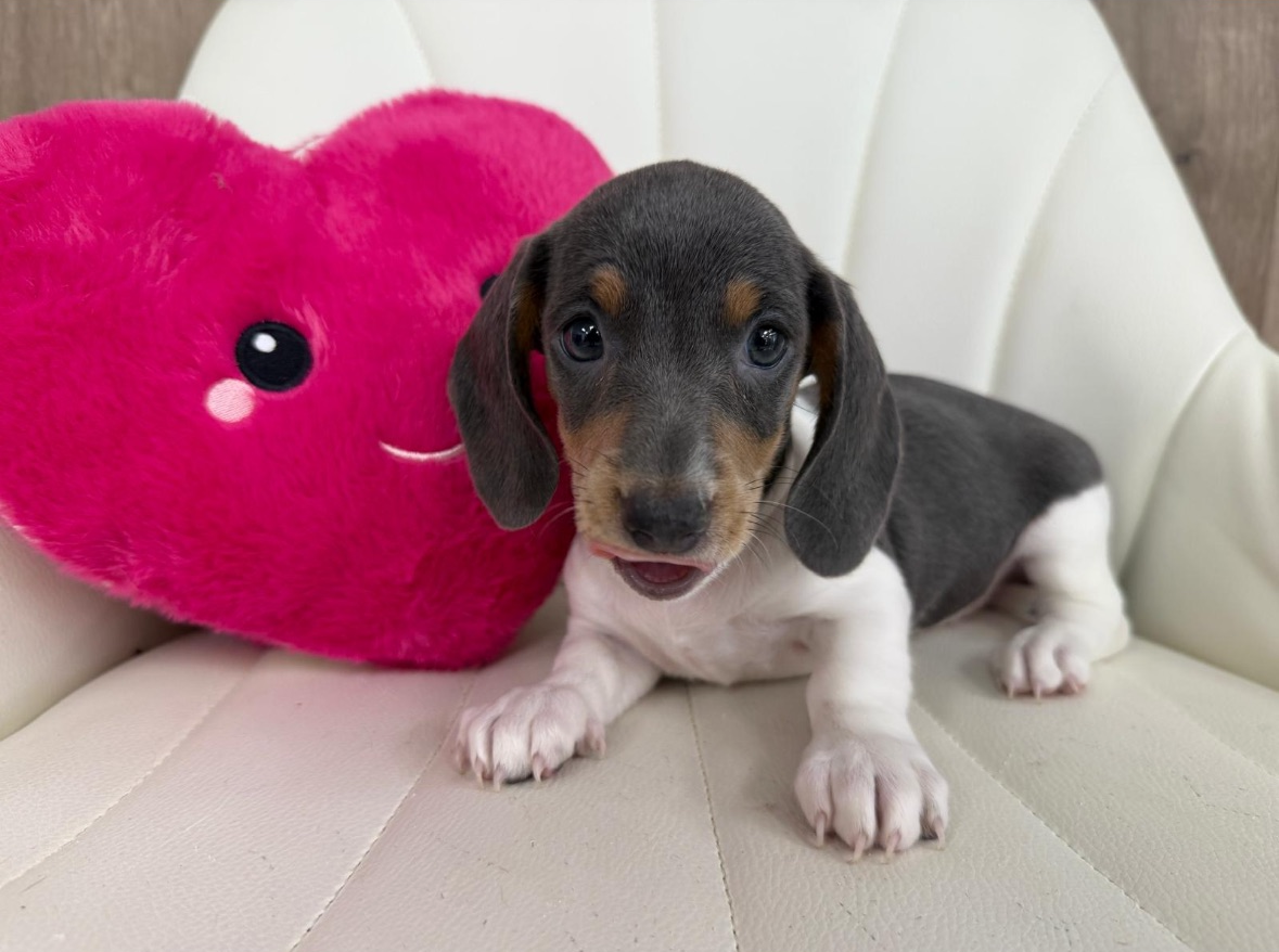 Miniature Dachshund Puppy