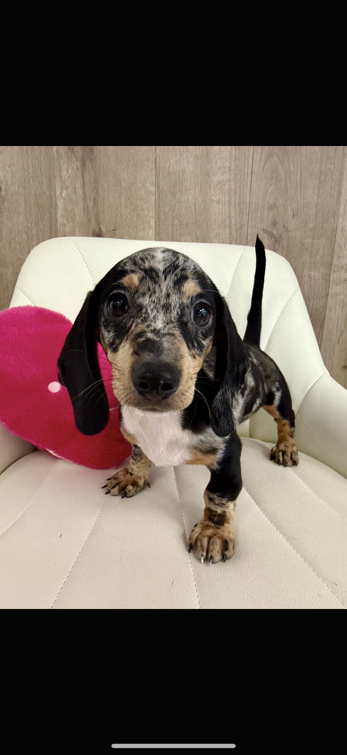 Miniature Dachshund Puppy