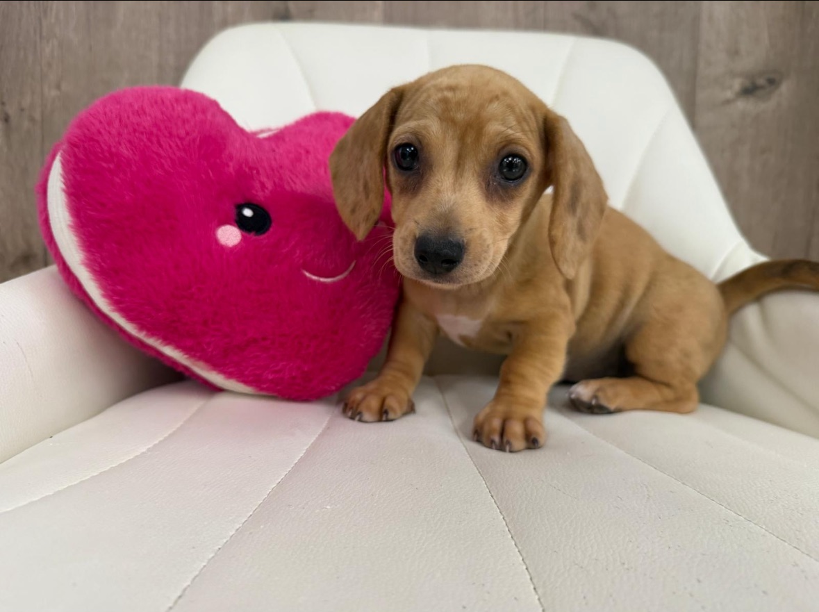 Miniature Dachshund Puppy