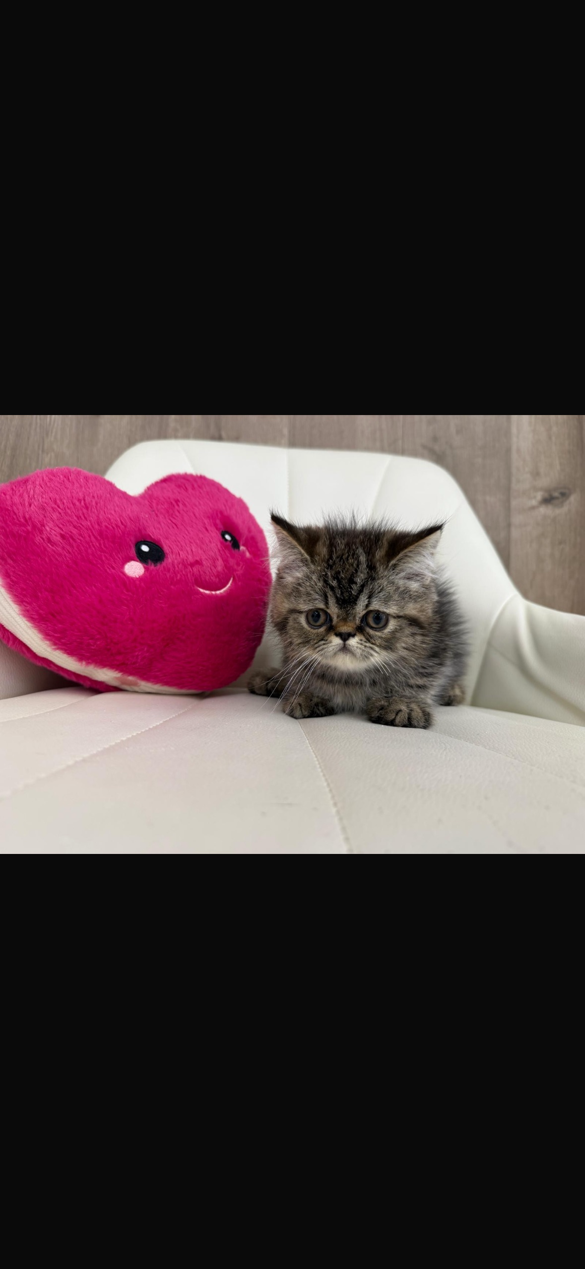 exotic shorthair kitten