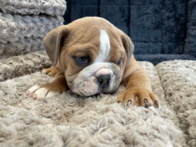 English Bulldog Puppy