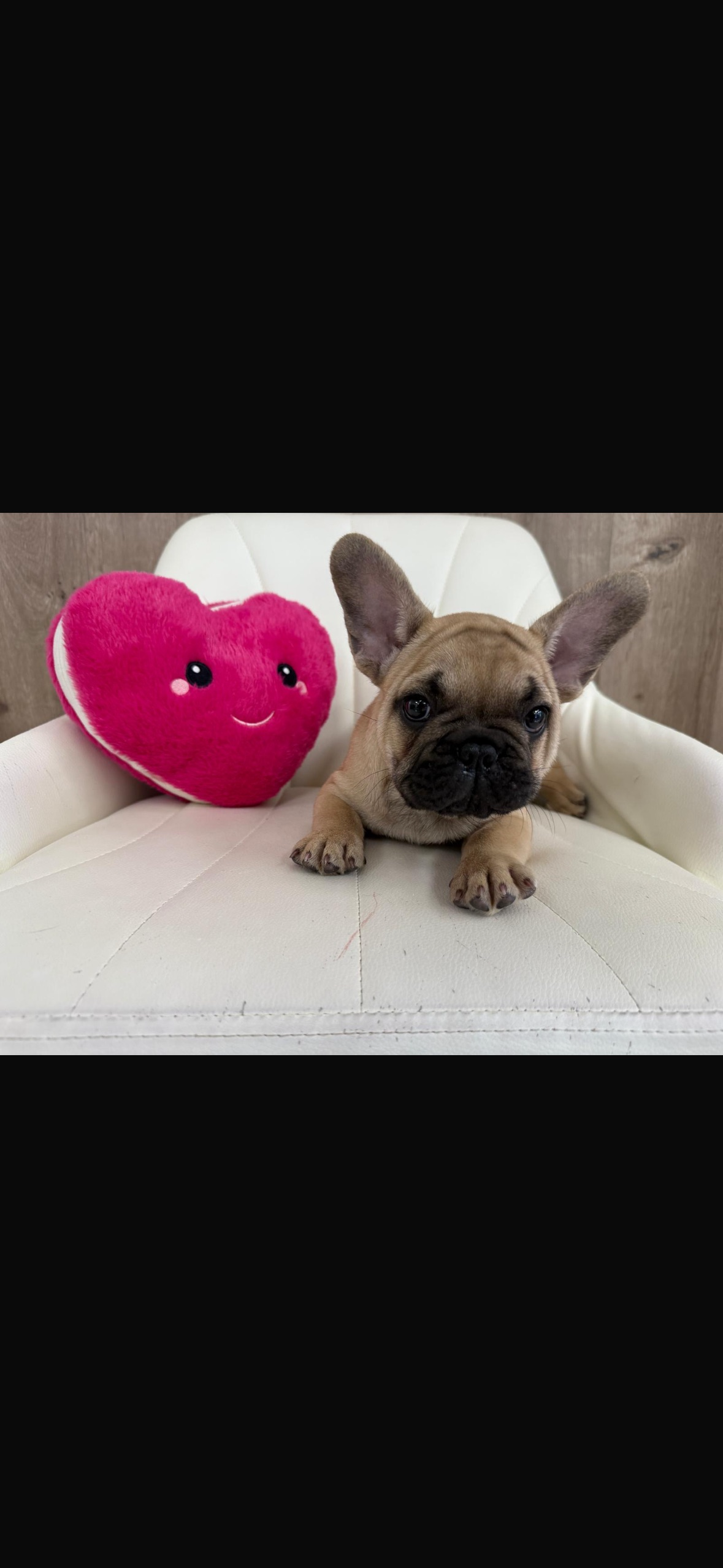 French Bulldog Puppy