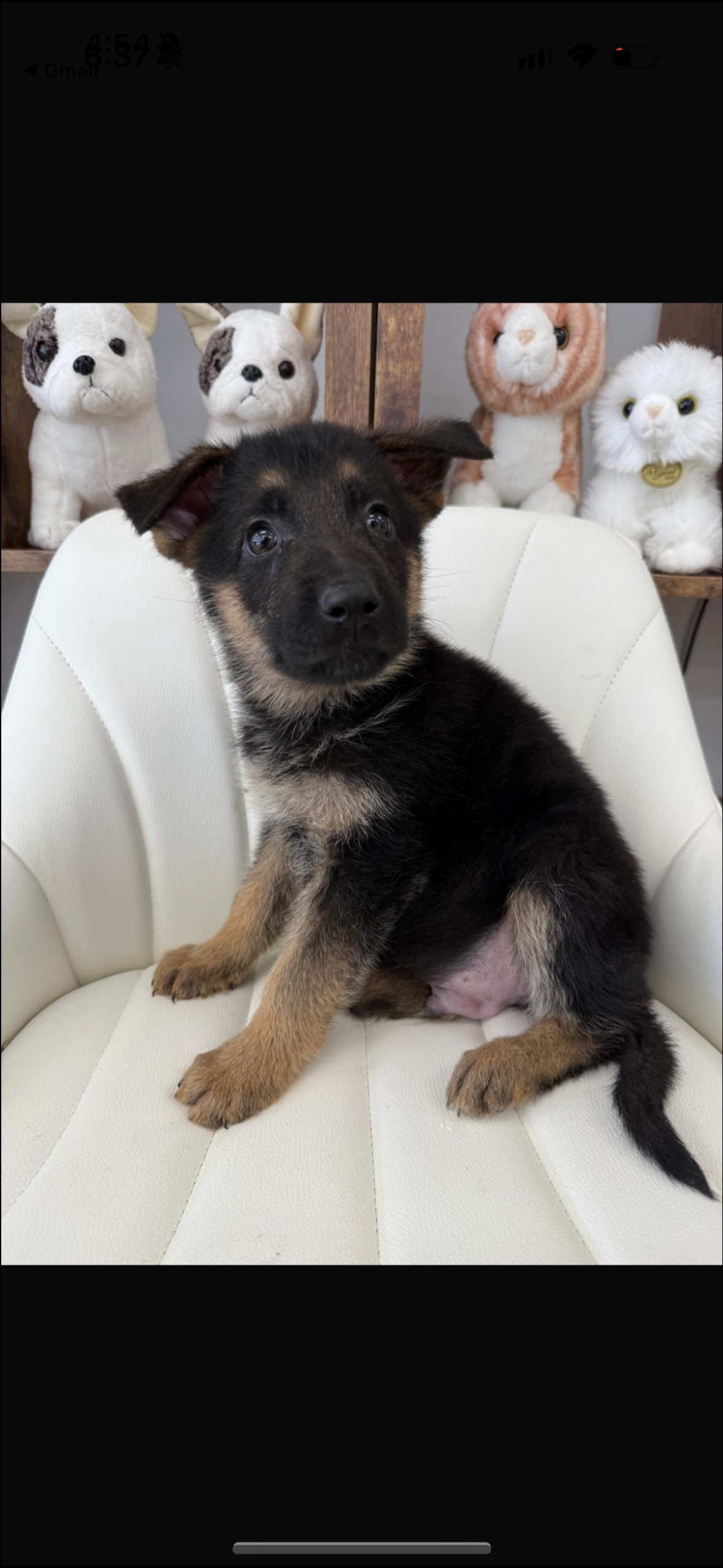 German Shepard Puppy