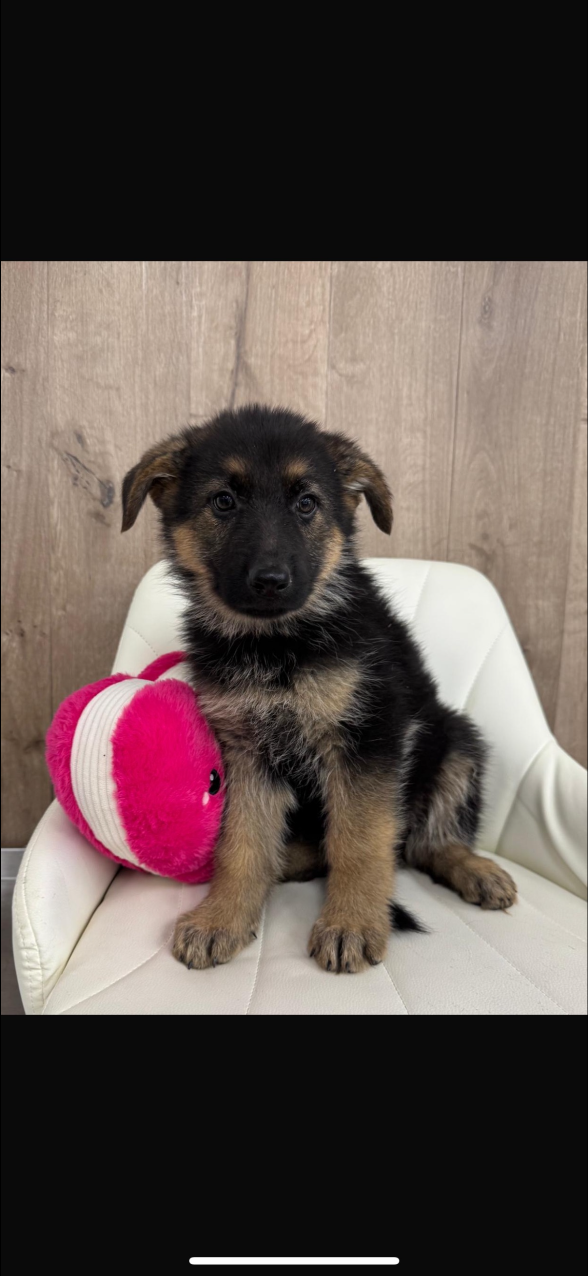 German Shepard Puppy