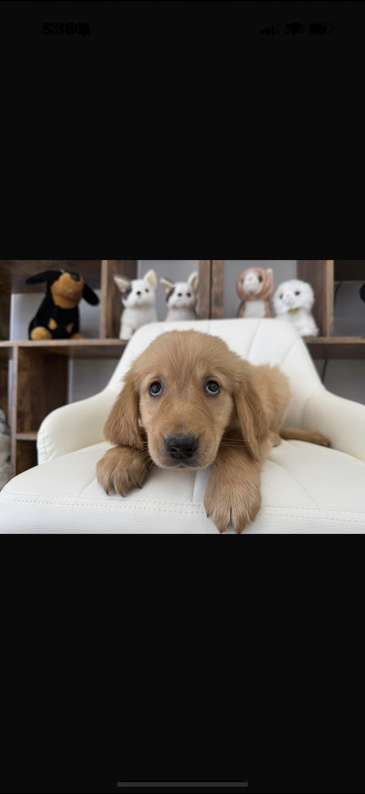 Golden Retriever Puppy