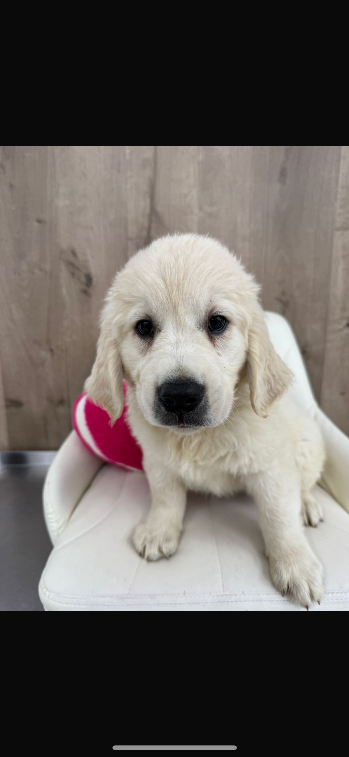 Golden Retriever Puppy