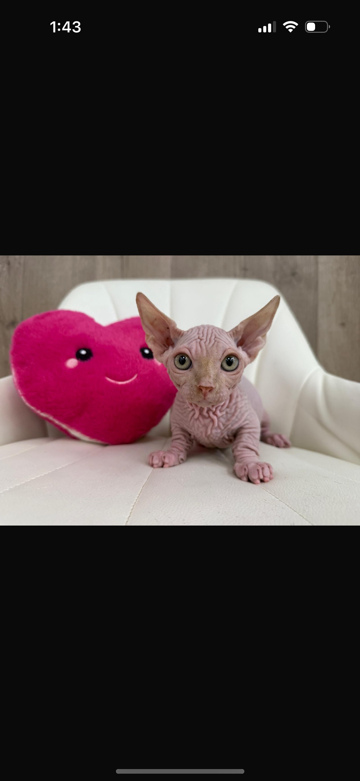 A hairless cat with large ears next to a pink heart-shaped pillow, on a white surface.