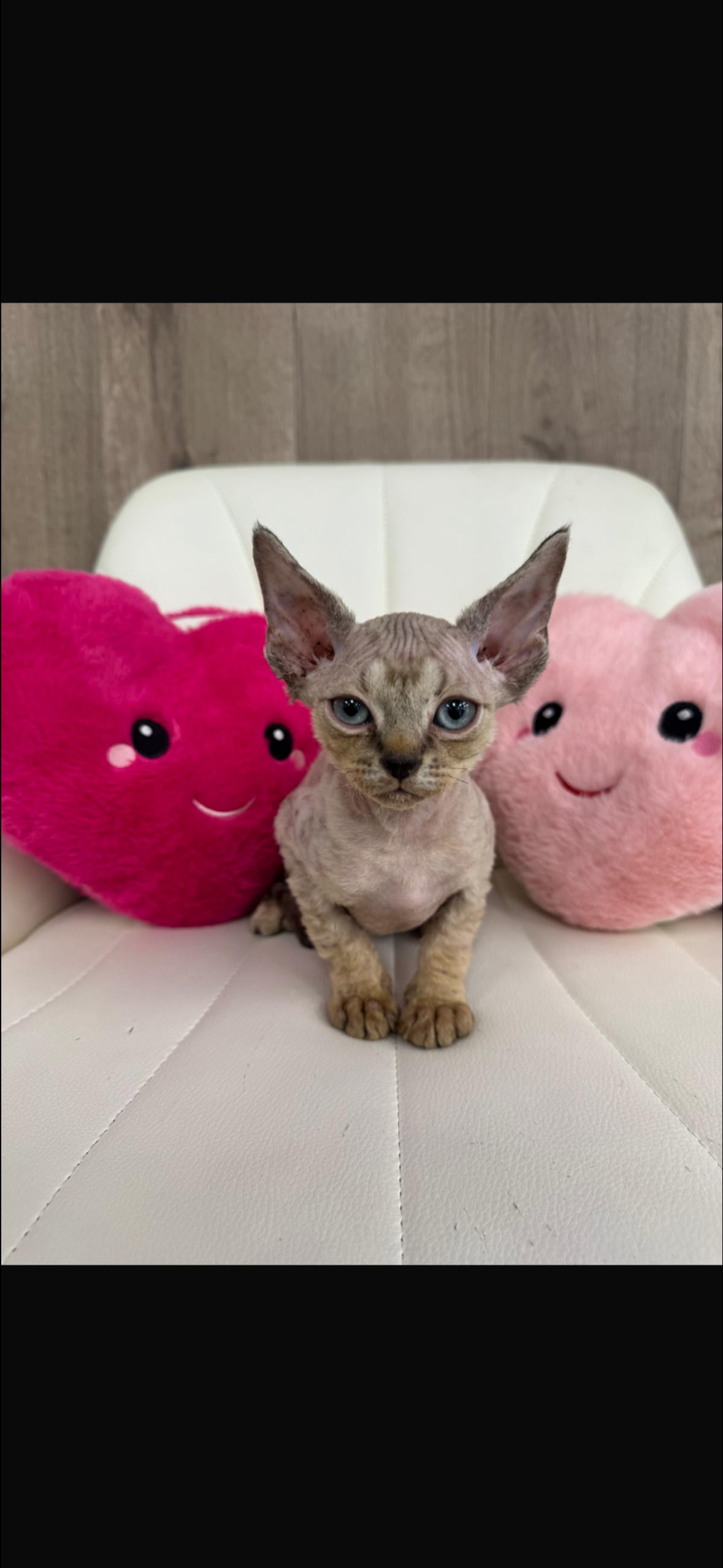 A small, gray cat with large ears sits between two pink heart-shaped pillows on a white surface.
