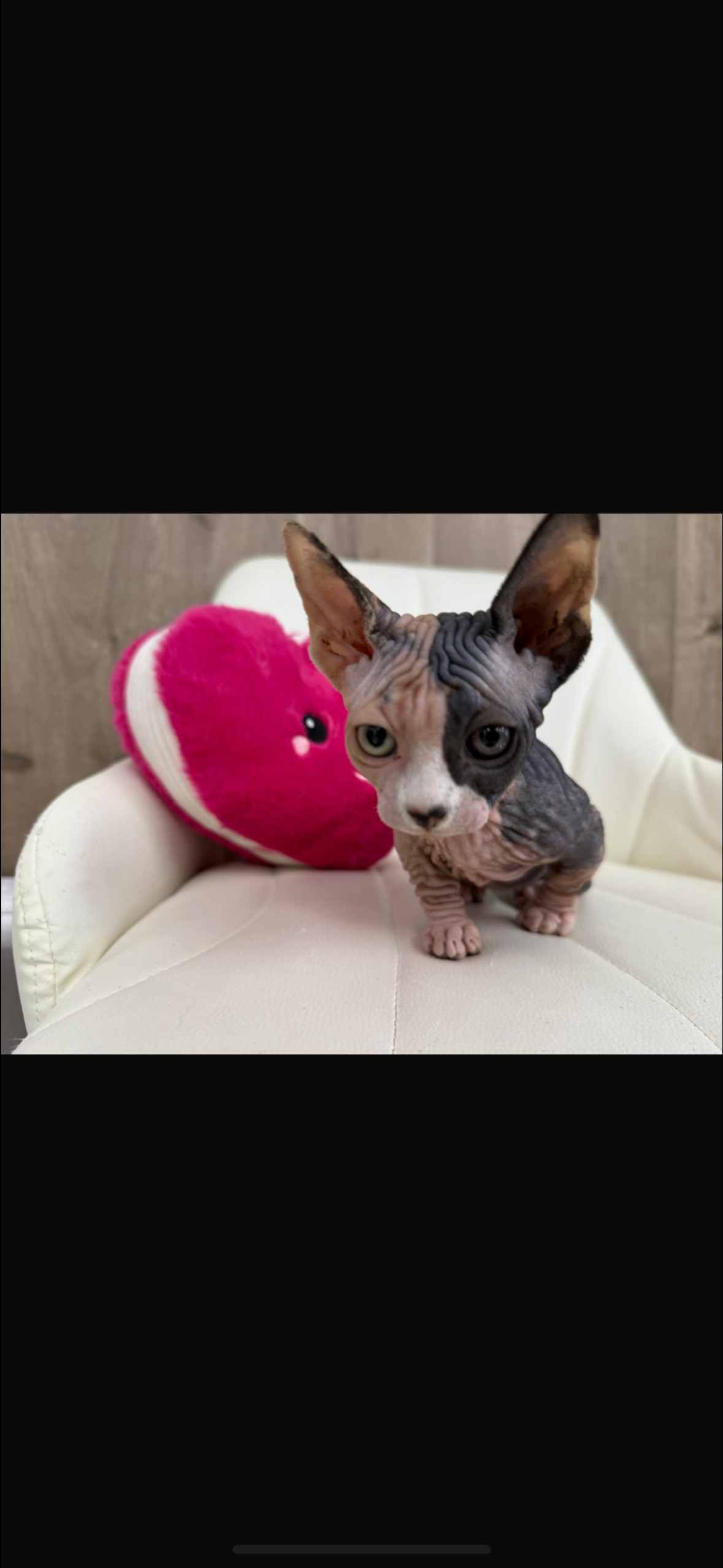 A hairless Sphynx kitten with patchy coloring sits on a cream-colored chair next to a pink heart-shaped pillow.