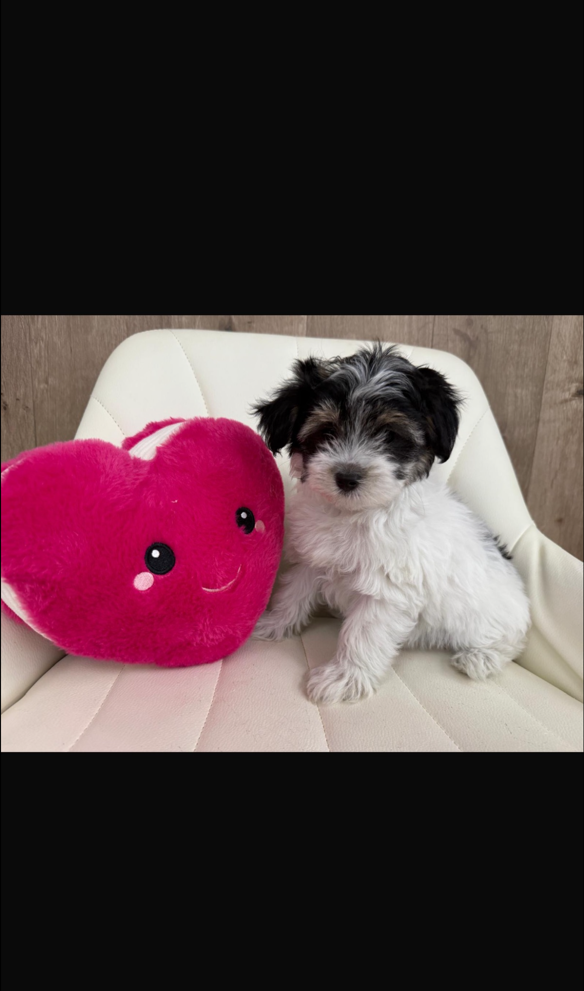 Havanese Puppy for sale in Connecticut