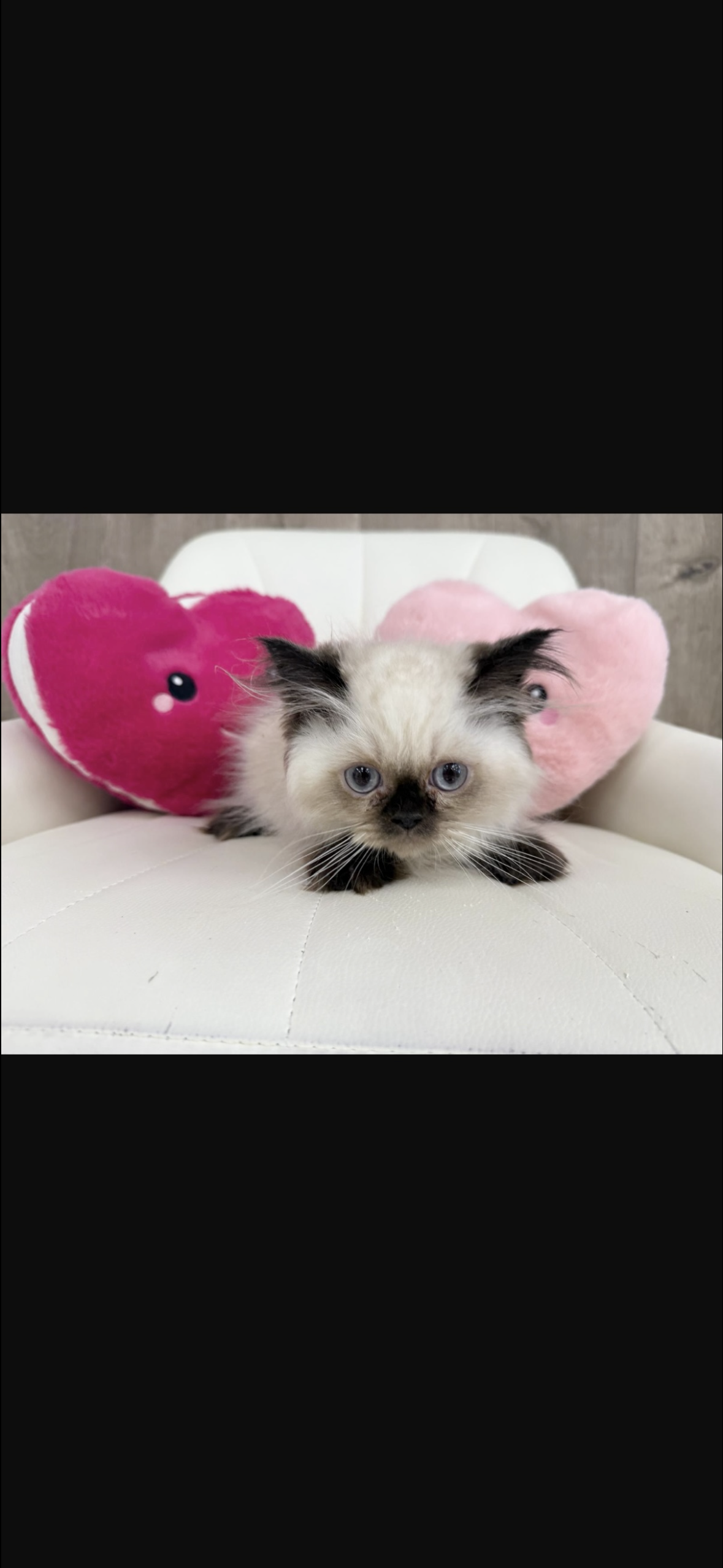 A light-colored kitten with dark ears and paws sits in a white chair, flanked by two heart-shaped pillows.