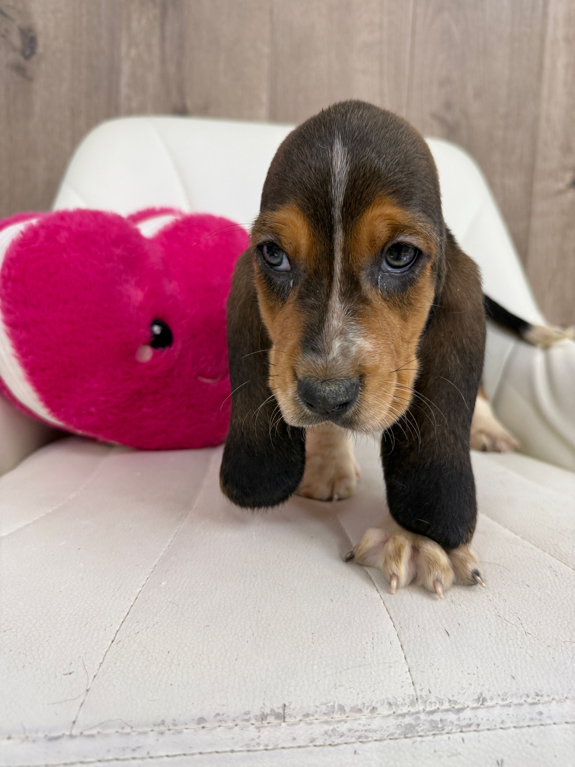 Basset Hound Puppy