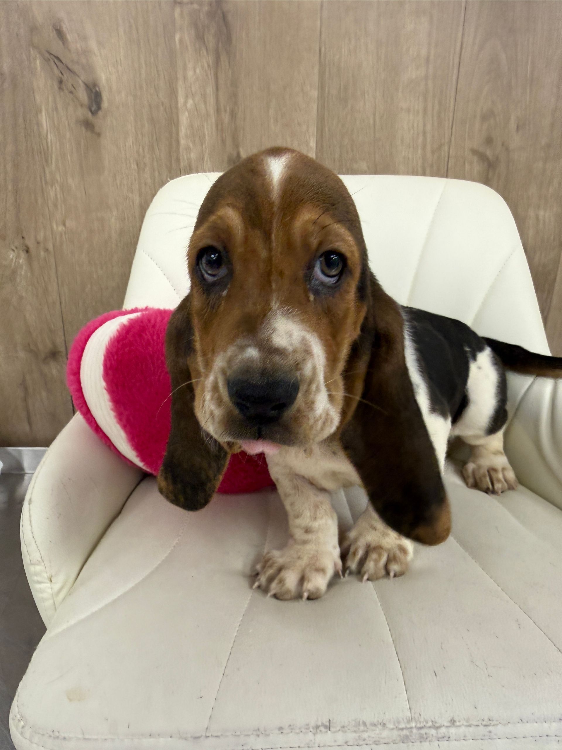 Basset Hound Puppy