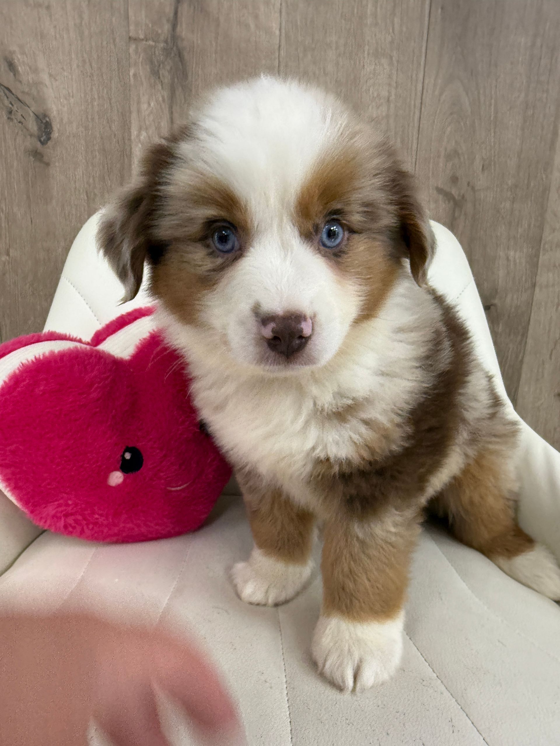 Australian Shepard Puppy