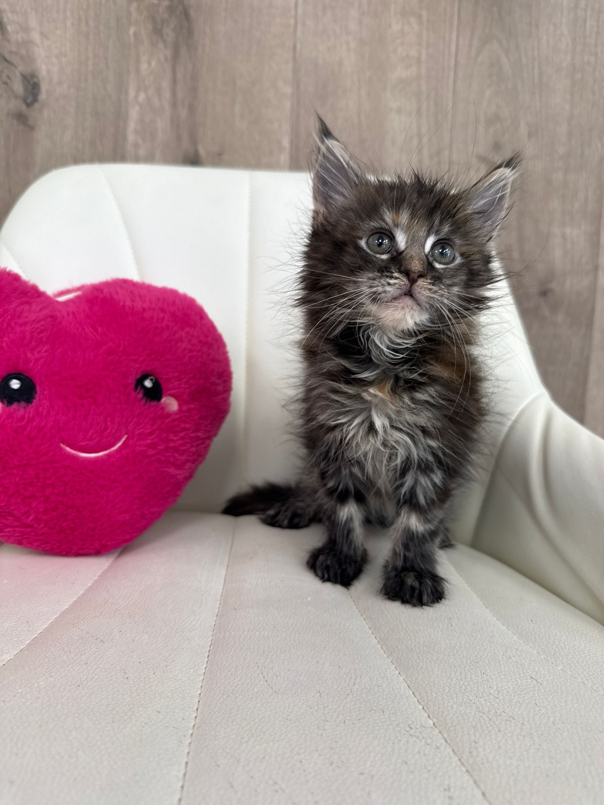 Main Coon Kitten for sale connecticut