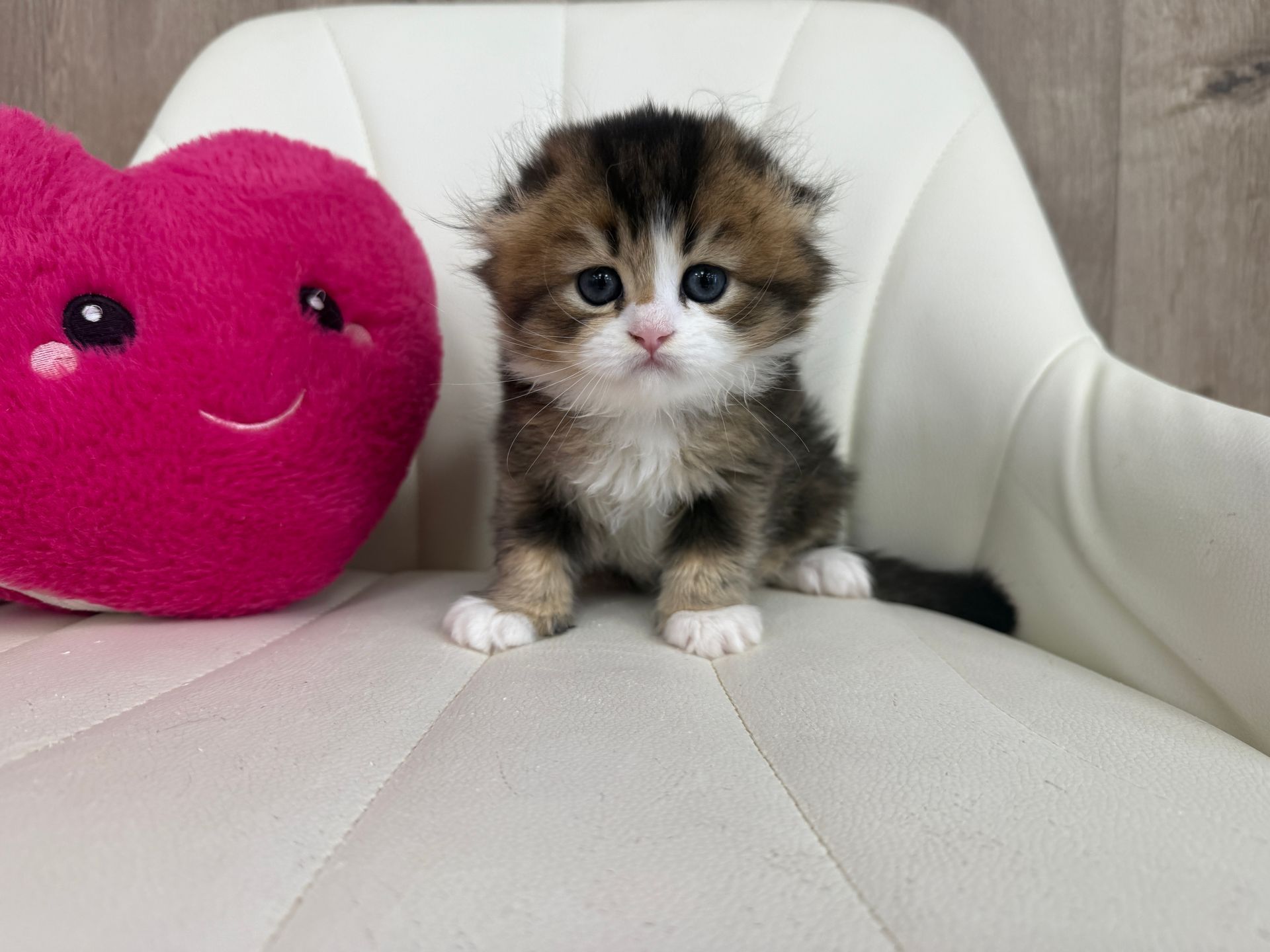 Scottish Fold Kitten