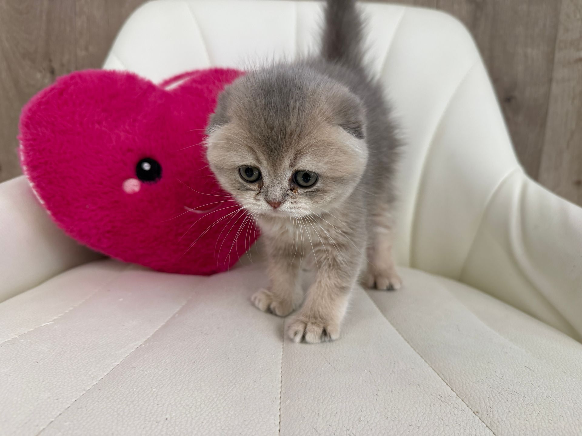 Scottish Fold Kitten