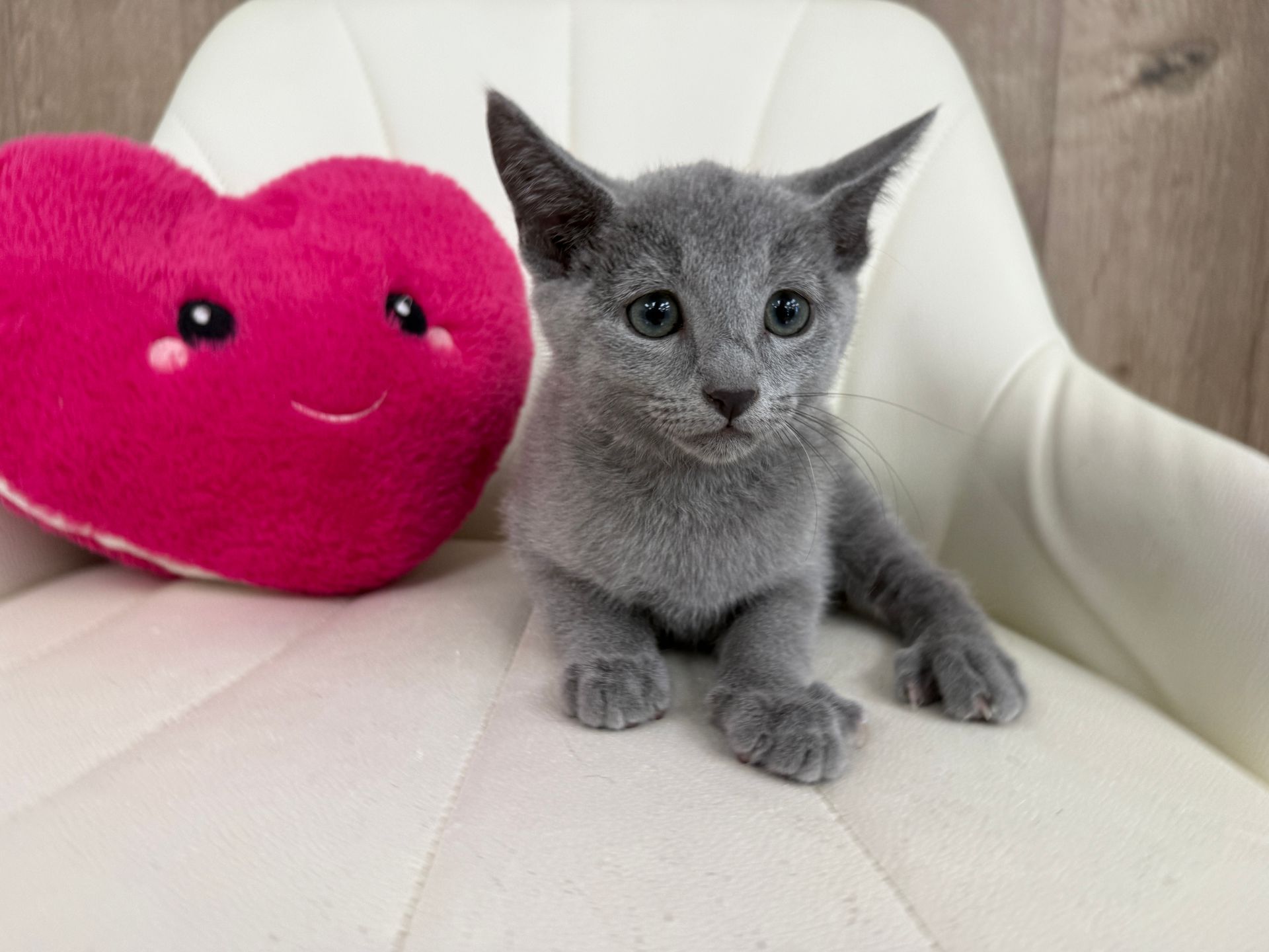 Gray kitten sitting on a chair at Connecticut Puppies & Kittens in Connecticut