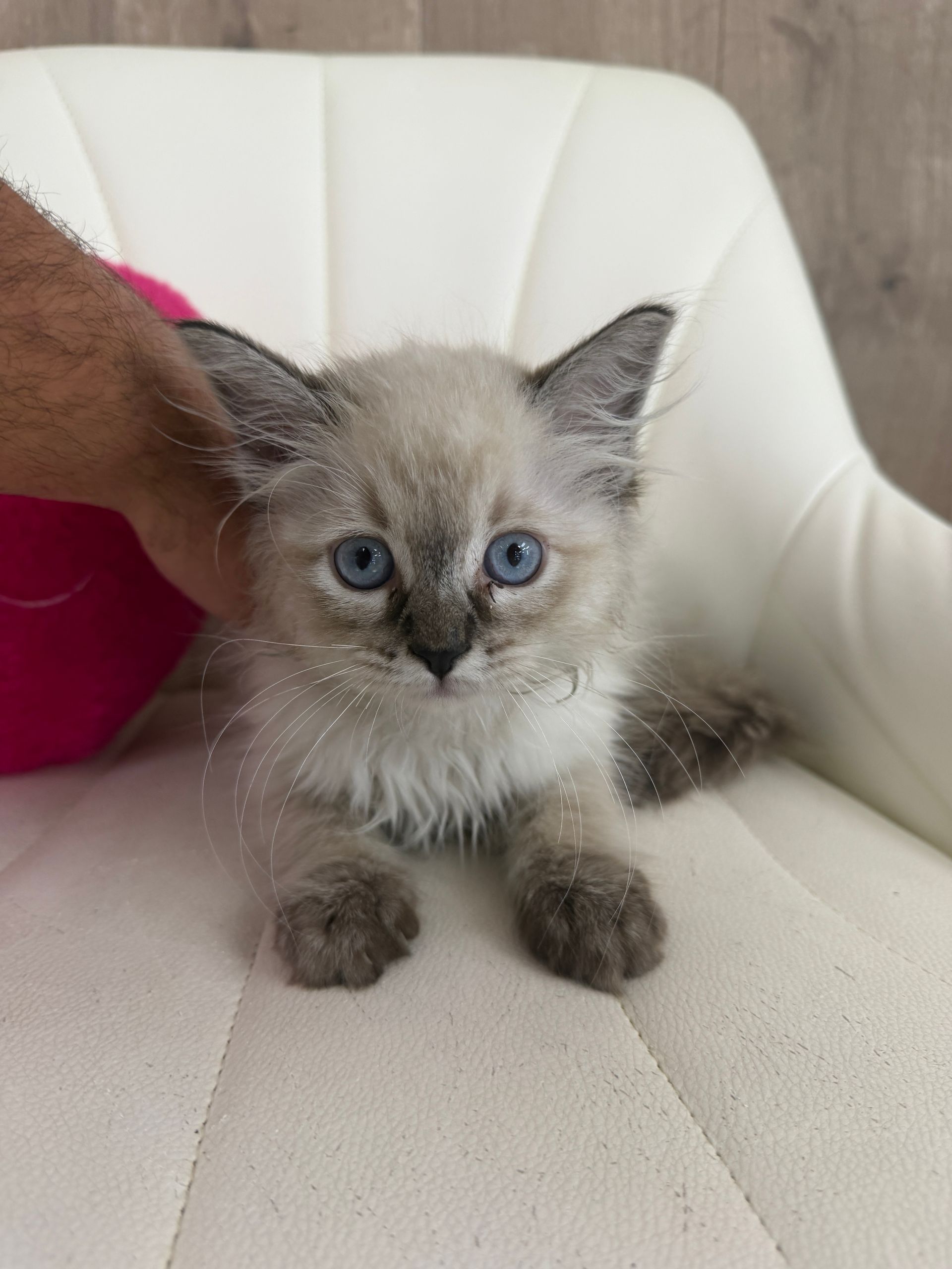 Ragdoll Kitten