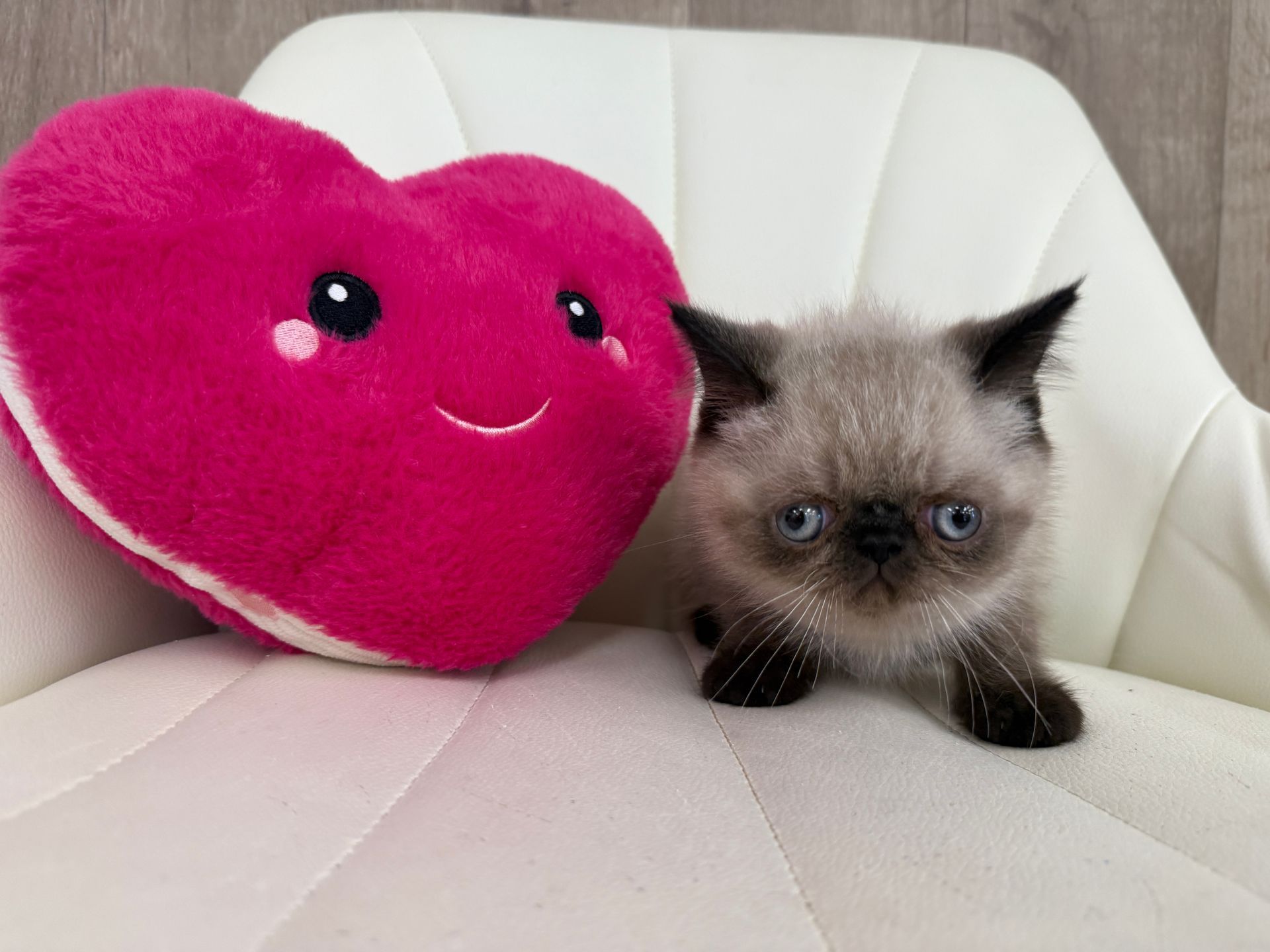 Exotic Shorthair Kitten