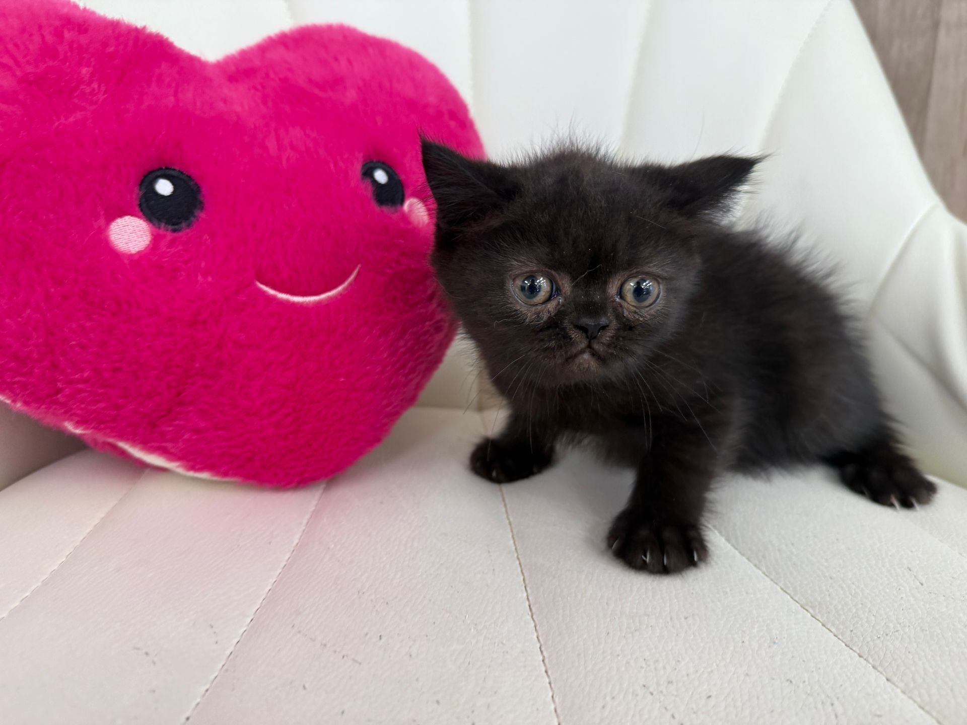 Exotic Shorthair Kitten