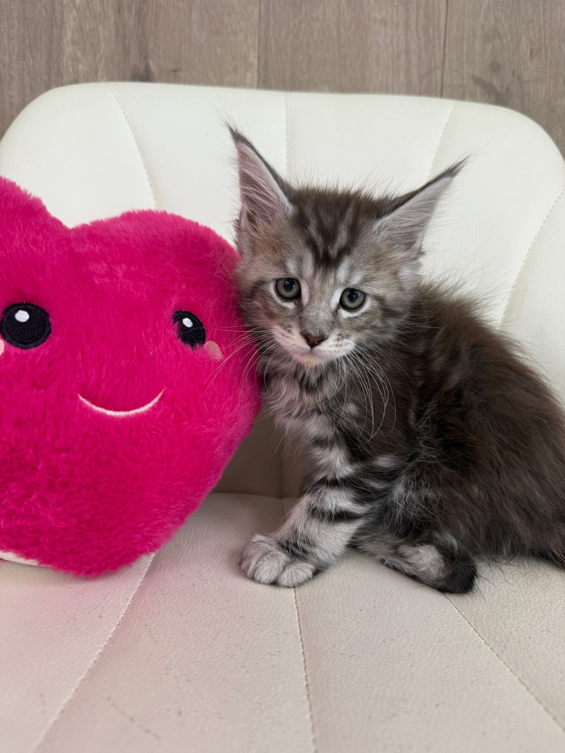 Main Coon Kitten  for sale connecticut