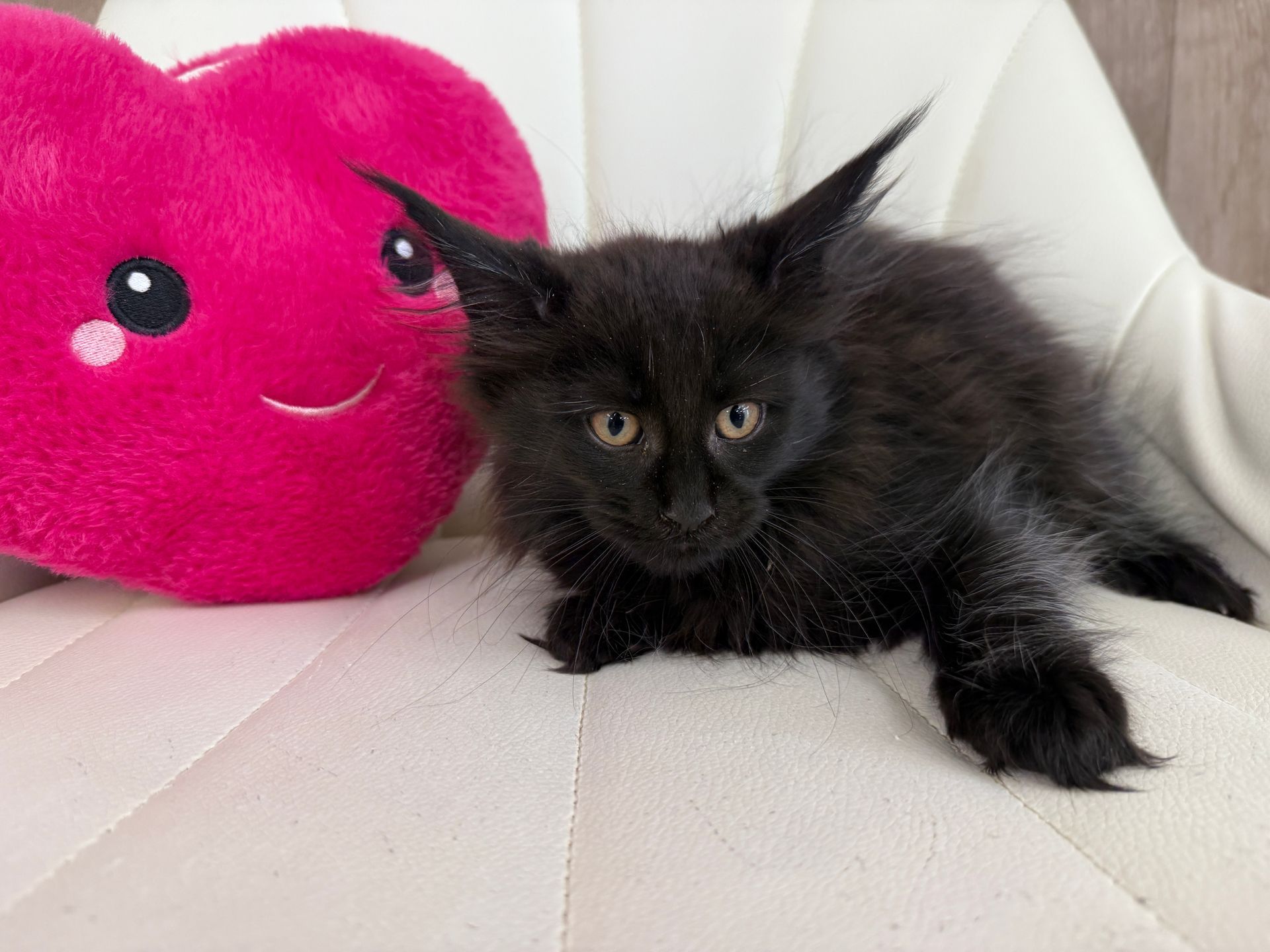 Main Coon Kitten for sale connecticut