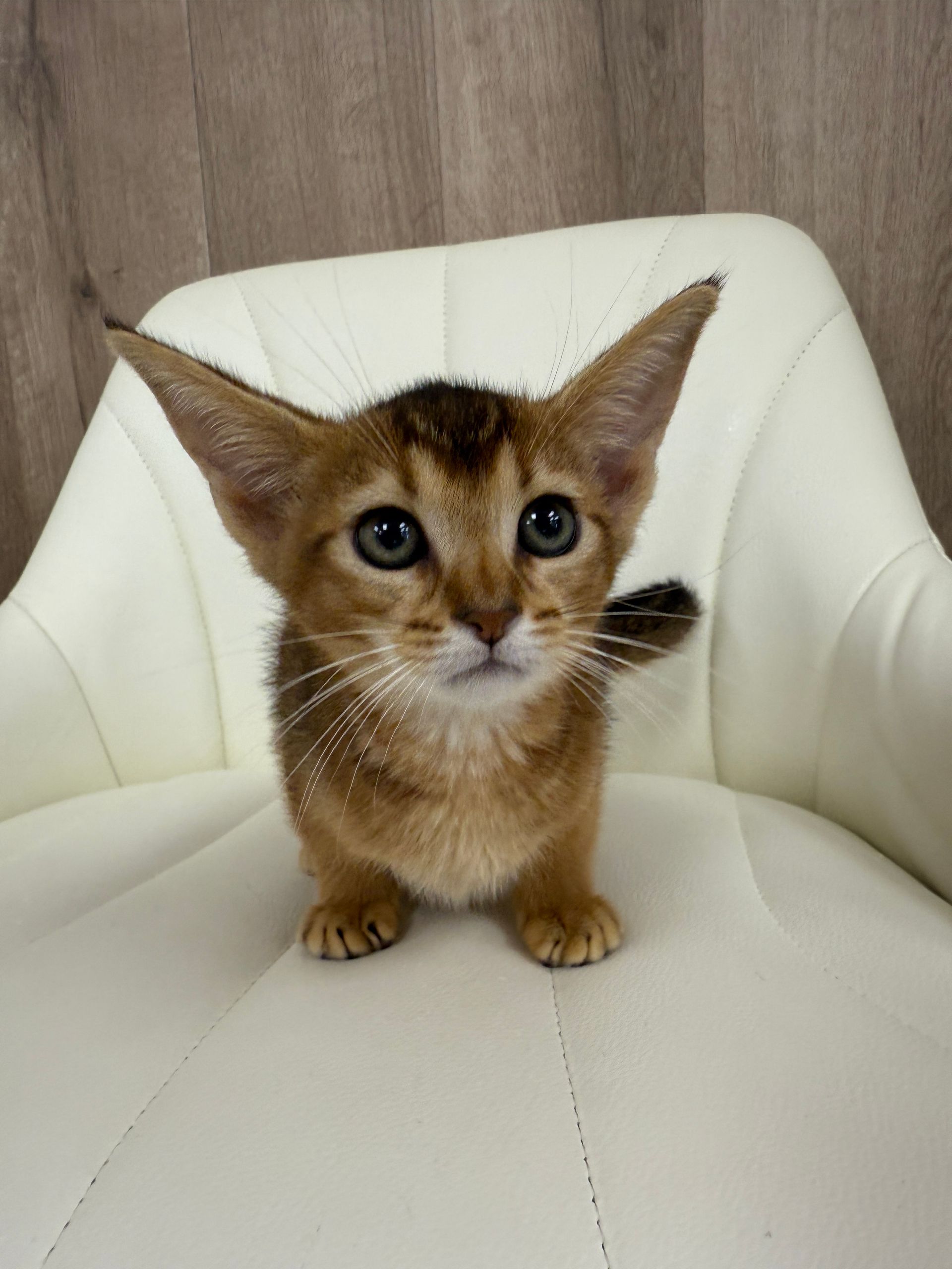 Abyssinian Kitten