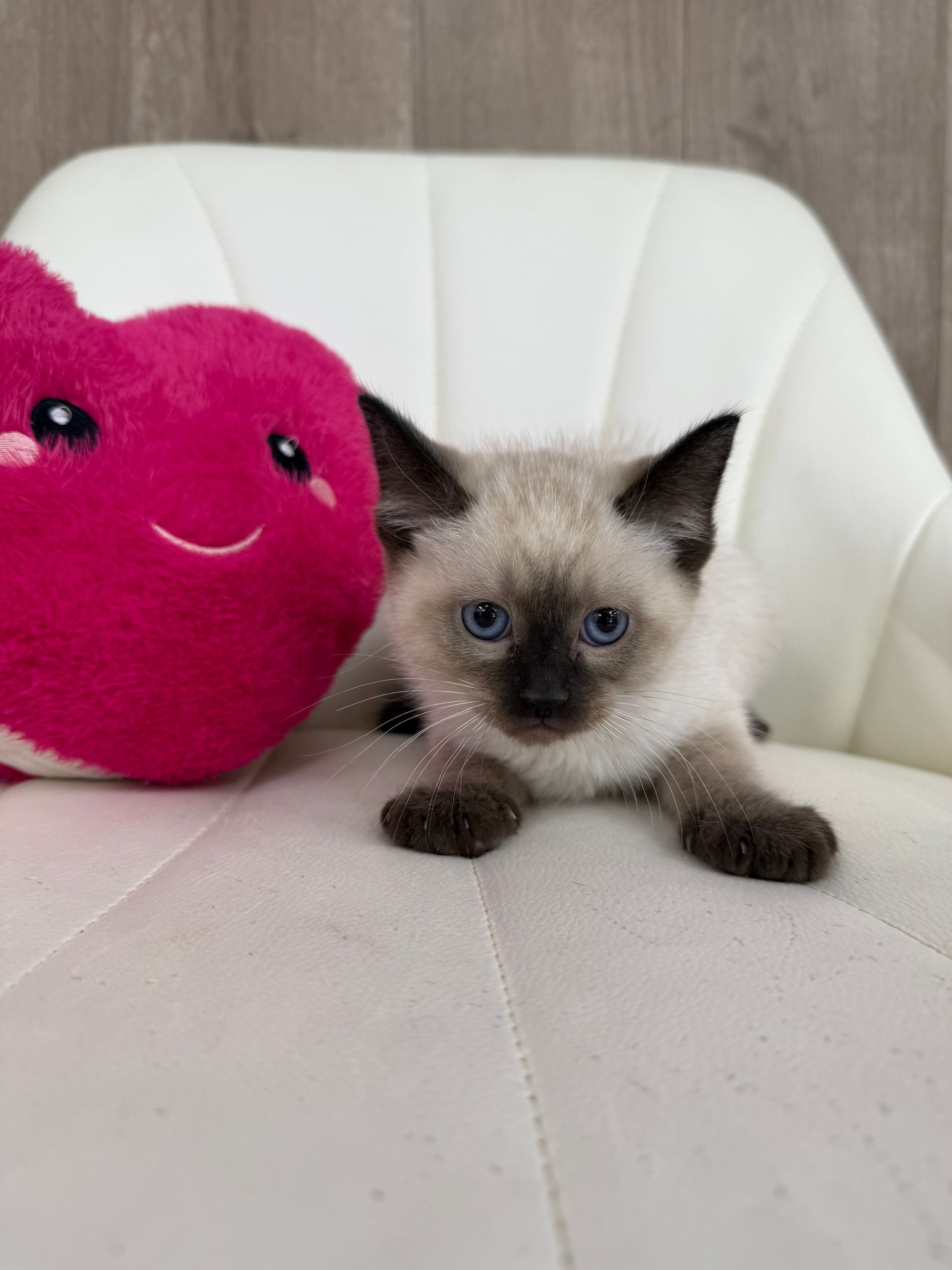 Siamese Kitten
