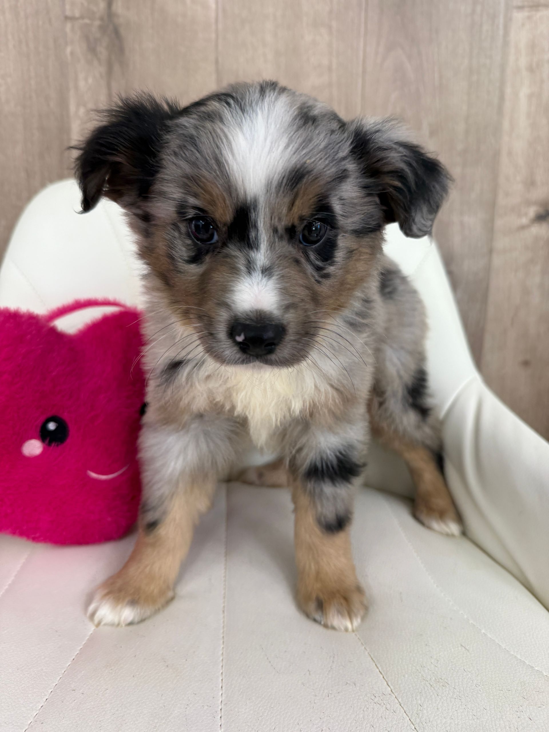 Australian Shepherd Puppies