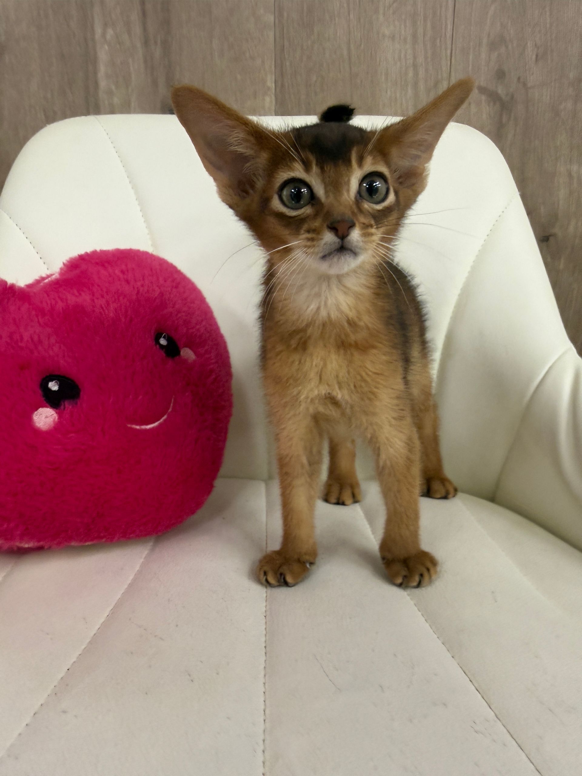 Abyssinian Kitten