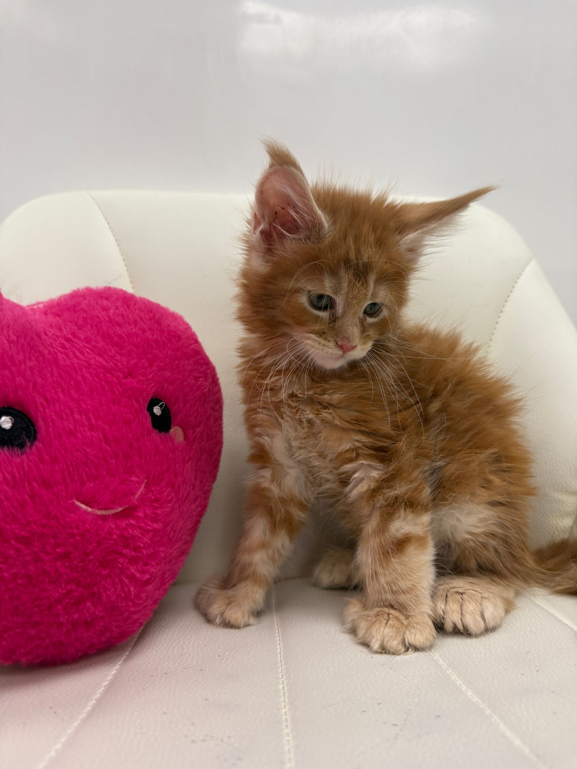 Main Coon Kitten  for sale connecticut