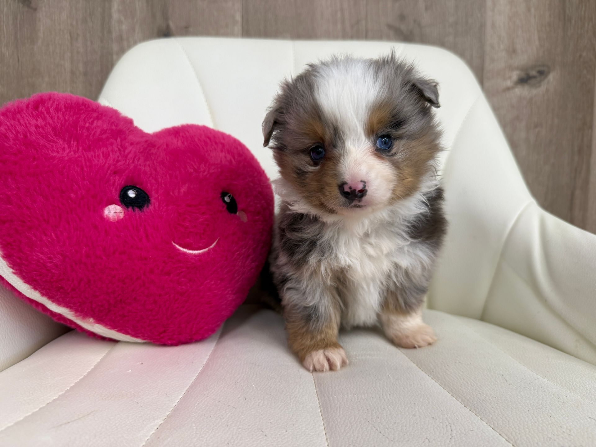 Australian Shepard Puppy