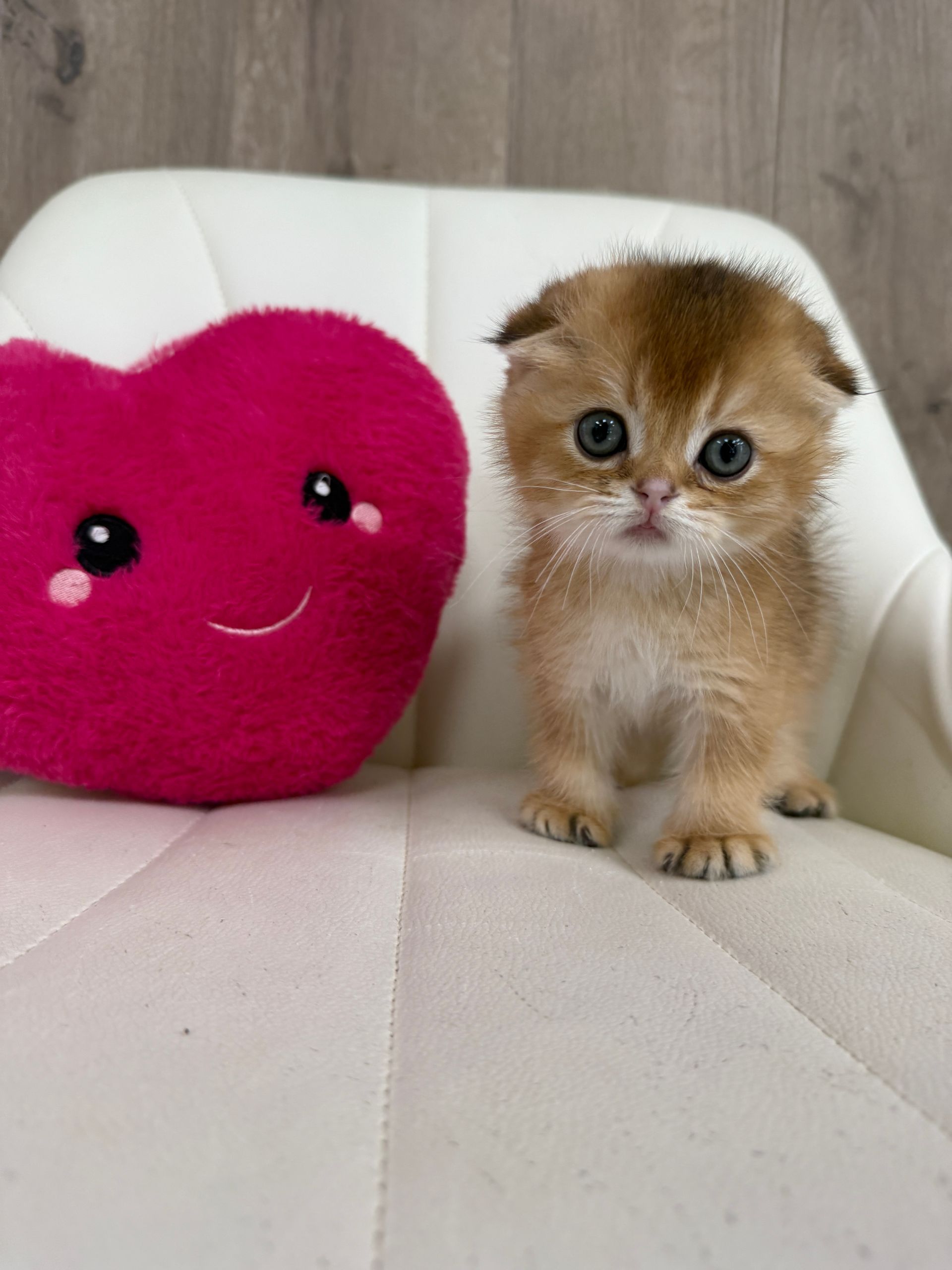 Scottish Fold Kitten