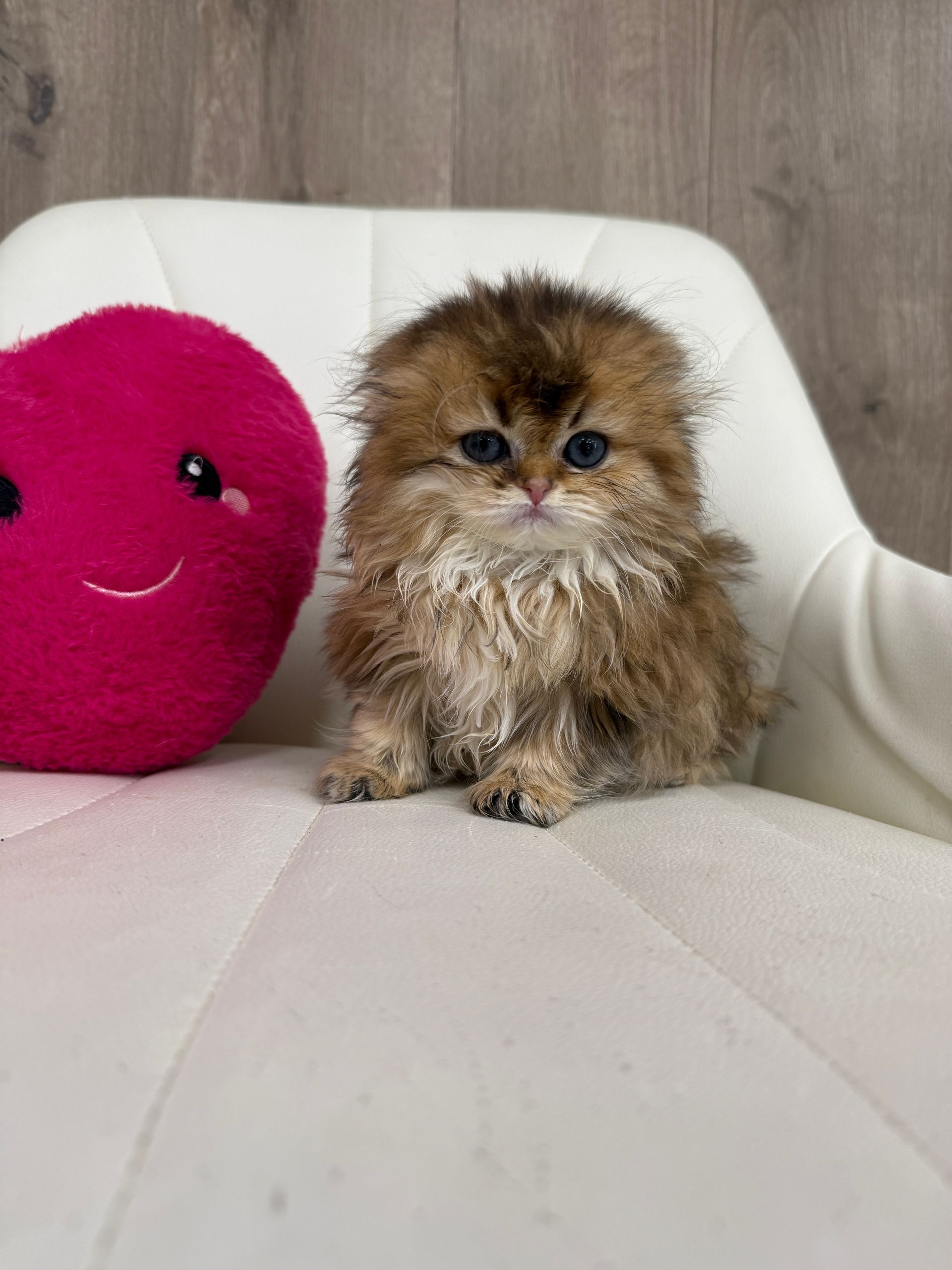Scottish Fold Kitten