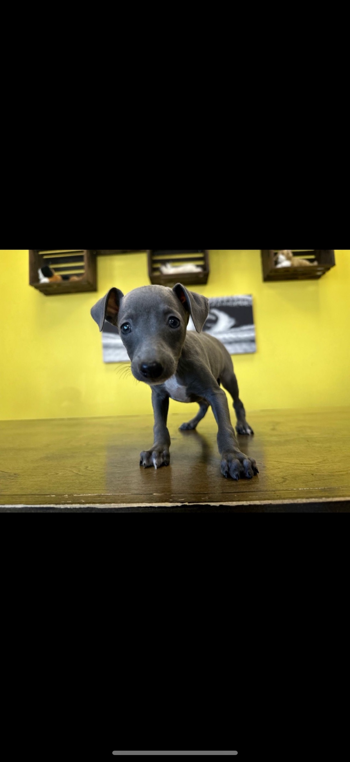Italian Greyhound Puppies
